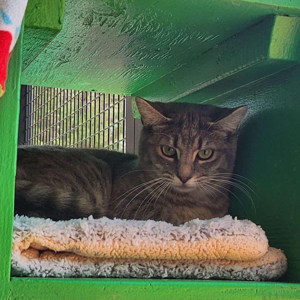 Hello my name is Dolce