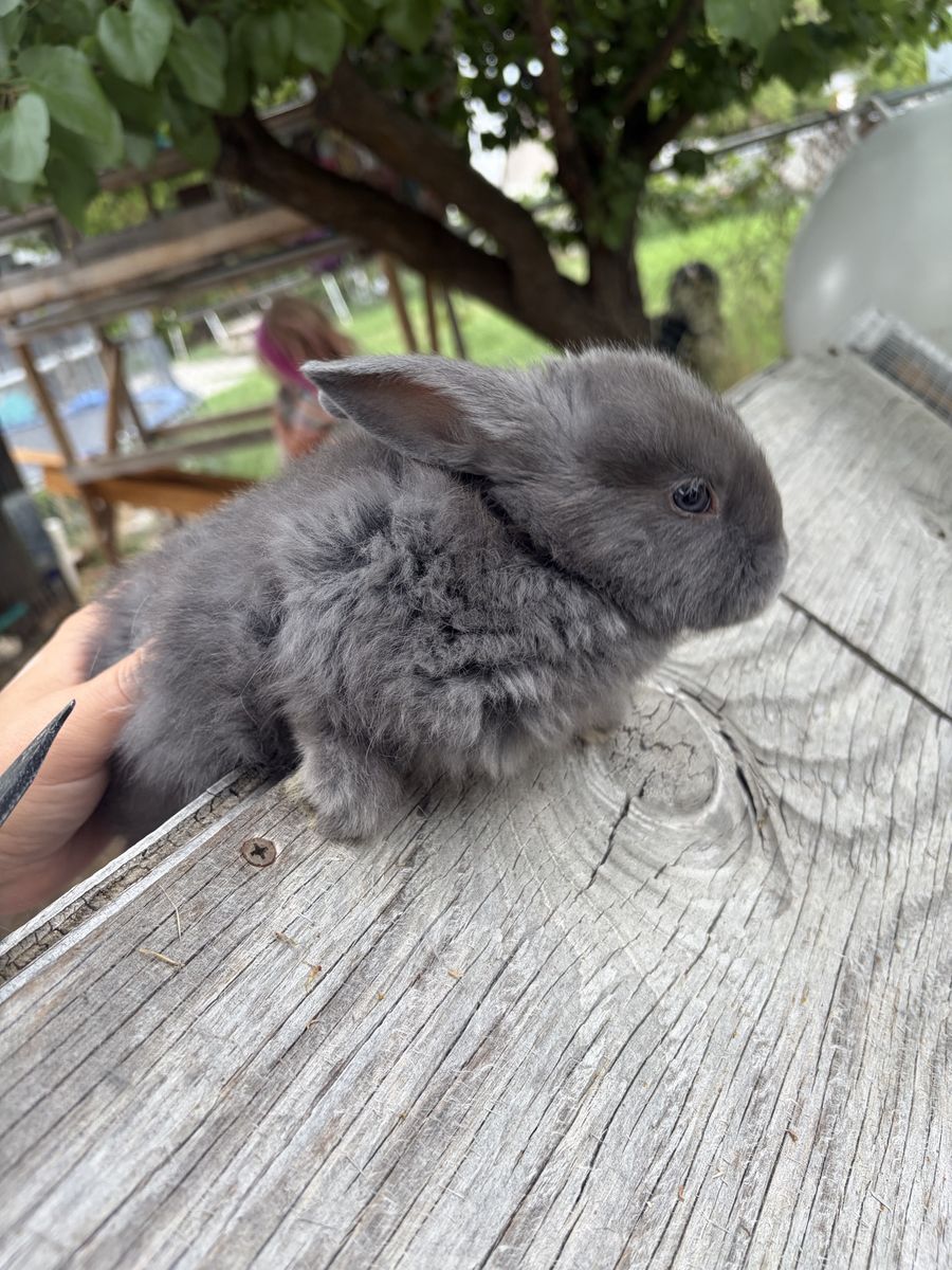 Blue silver fox male baby bunny