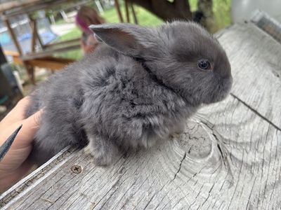 Blue silver fox male baby bunny