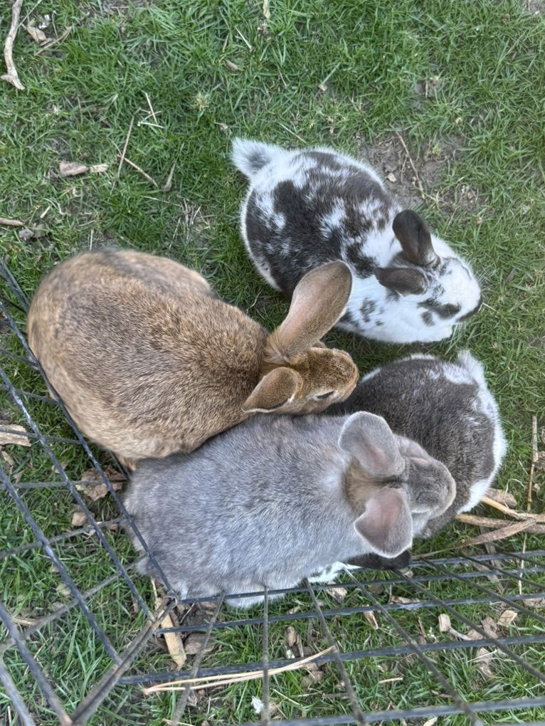 Rex/silver fox Cross Easter Bunnies
