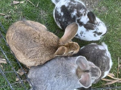 Rex/silver fox Cross Easter Bunnies