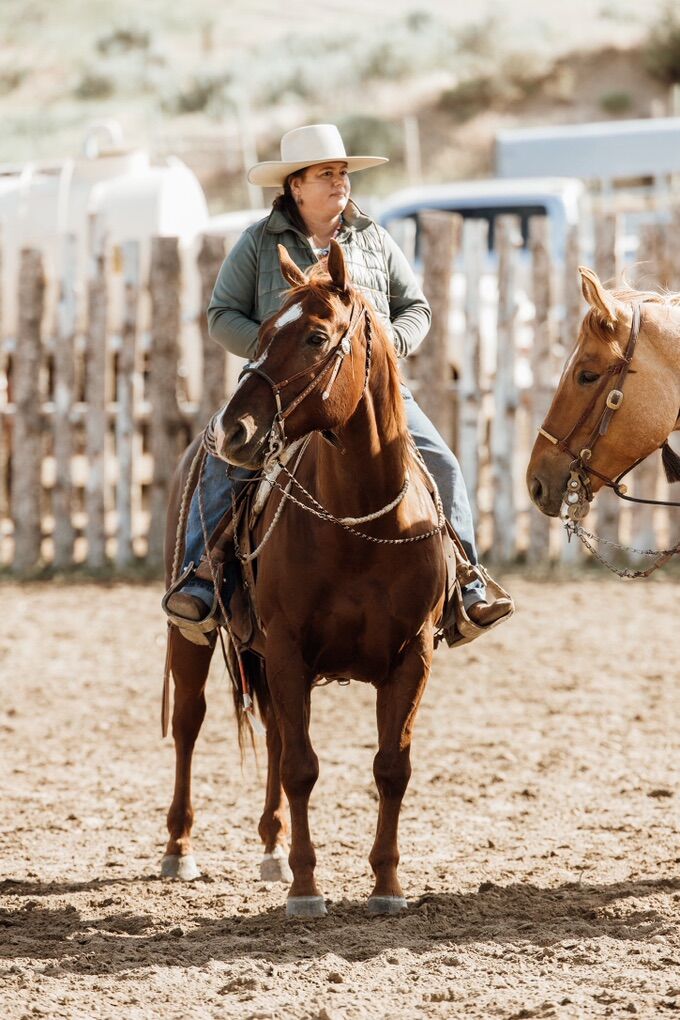 12 Year old AQHA Gelding For Sale