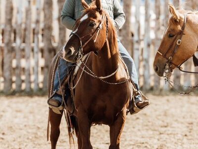 12 Year old AQHA Gelding For Sale