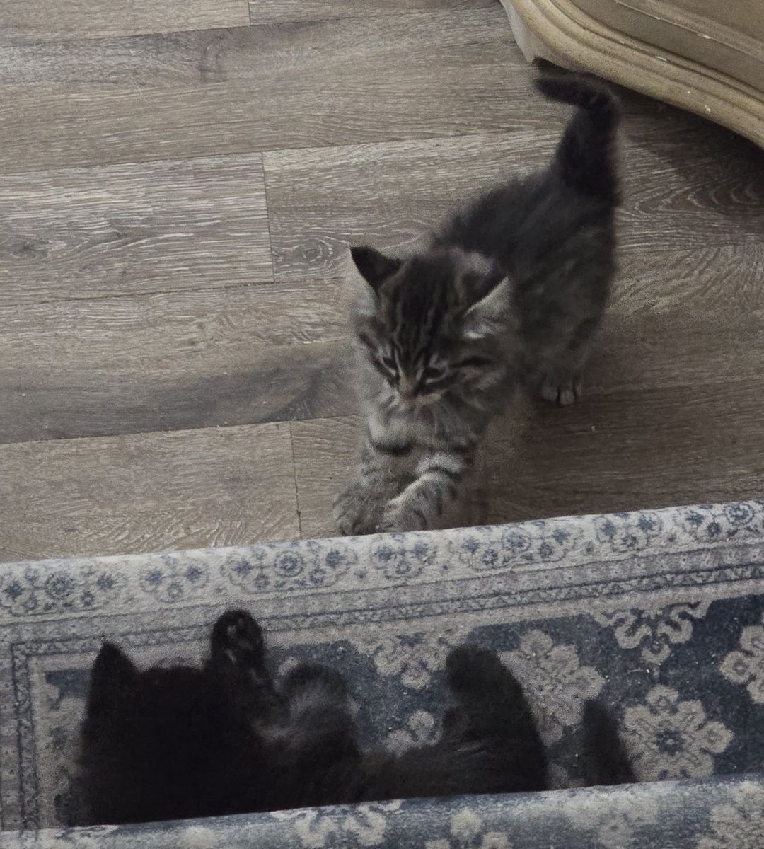 Gorgeous Maine Coon Kitten(s)