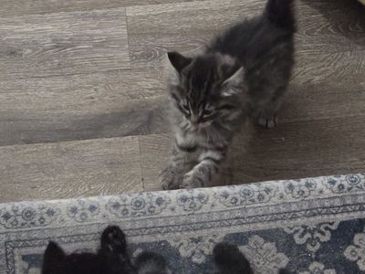 Gorgeous Maine Coon Kitten(s)