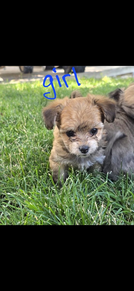 Yorkie-poo puppies