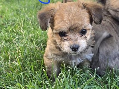 Yorkie-poo puppies