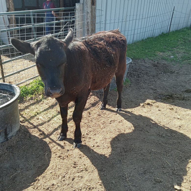 steer Angus cross