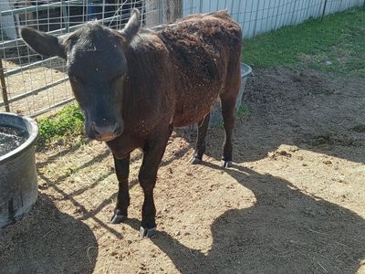 steer Angus cross