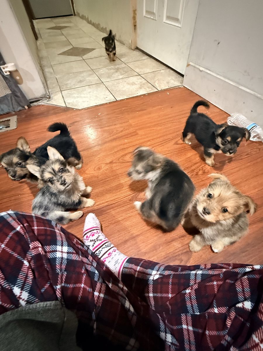 Puppies