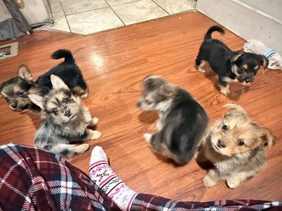 Puppies