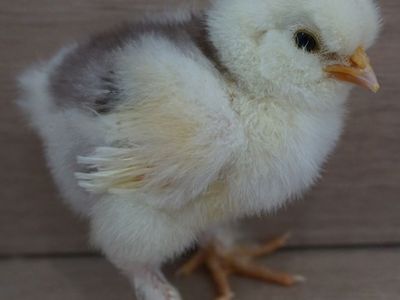 Adorable DNA sexed Silkie Cockerels