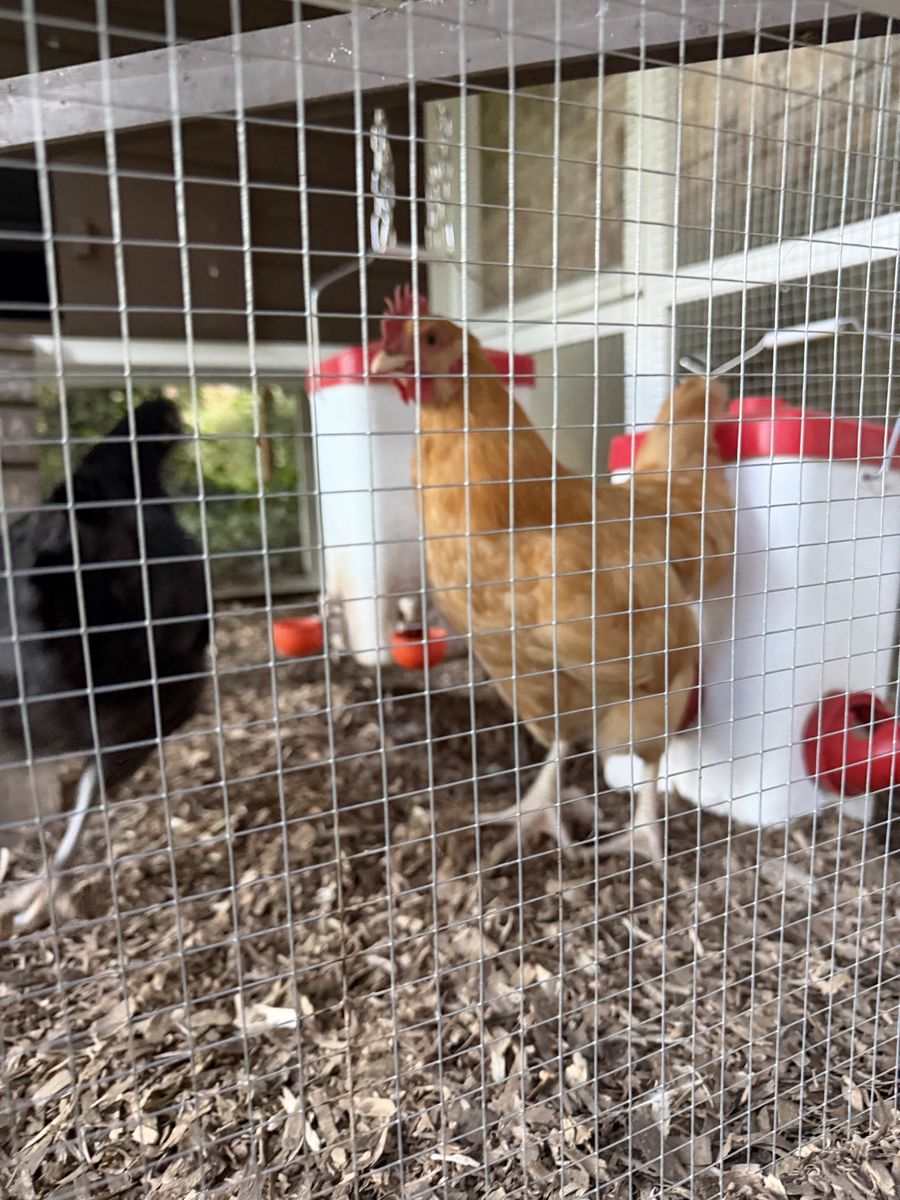 1 Free Rooster