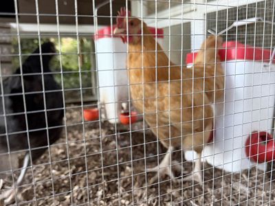 1 Free Rooster