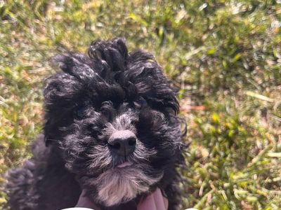 Mini Goldendoodle Puppies