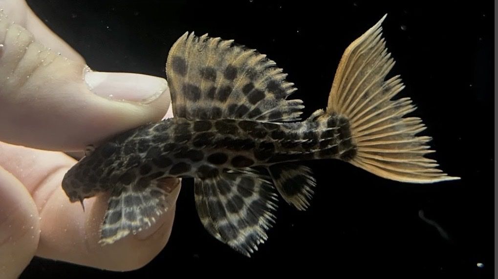 L-114 Red Tail Sternella Pleco (Pseudacanthicus Leopardus) - 4 Inch Freshwater Fish
