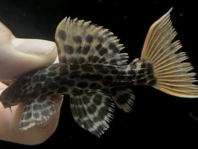 L-114 Red Tail Sternella Pleco (Pseudacanthicus Leopardus) - 4 Inch Freshwater Fish