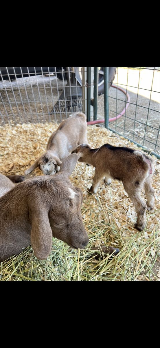 Cute Baby Goats for Sale - Adorable and Healthy Kids, Ready for Their New Home