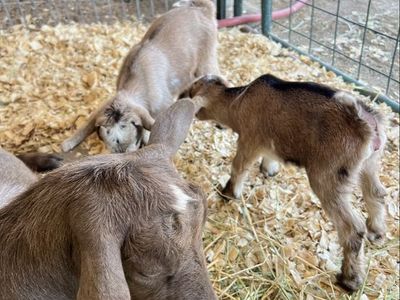 Cute Baby Goats for Sale - Adorable and Healthy Kids, Ready for Their New Home