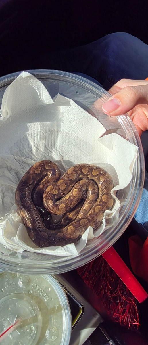 Colombian Rainbow Boa