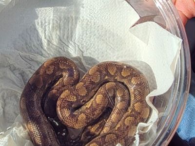 Colombian Rainbow Boa