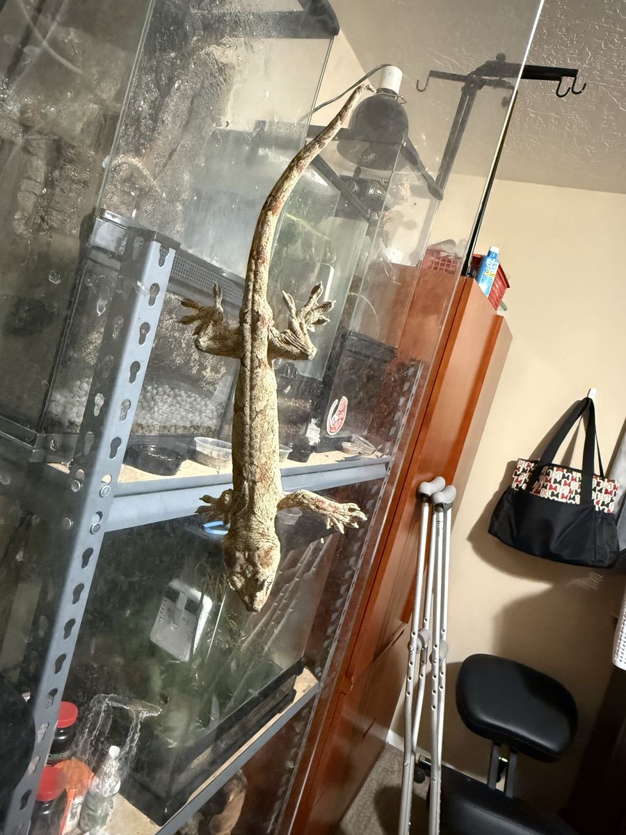 Chahoua Gecko