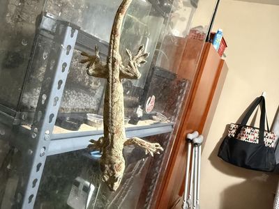 Chahoua Gecko