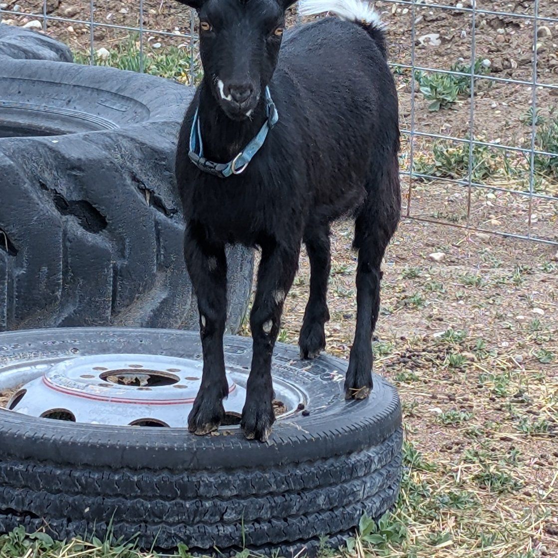 ADGA registered Nigerian dwarf doe