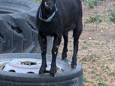 ADGA registered Nigerian dwarf doe