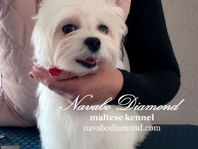 Maltese Boy