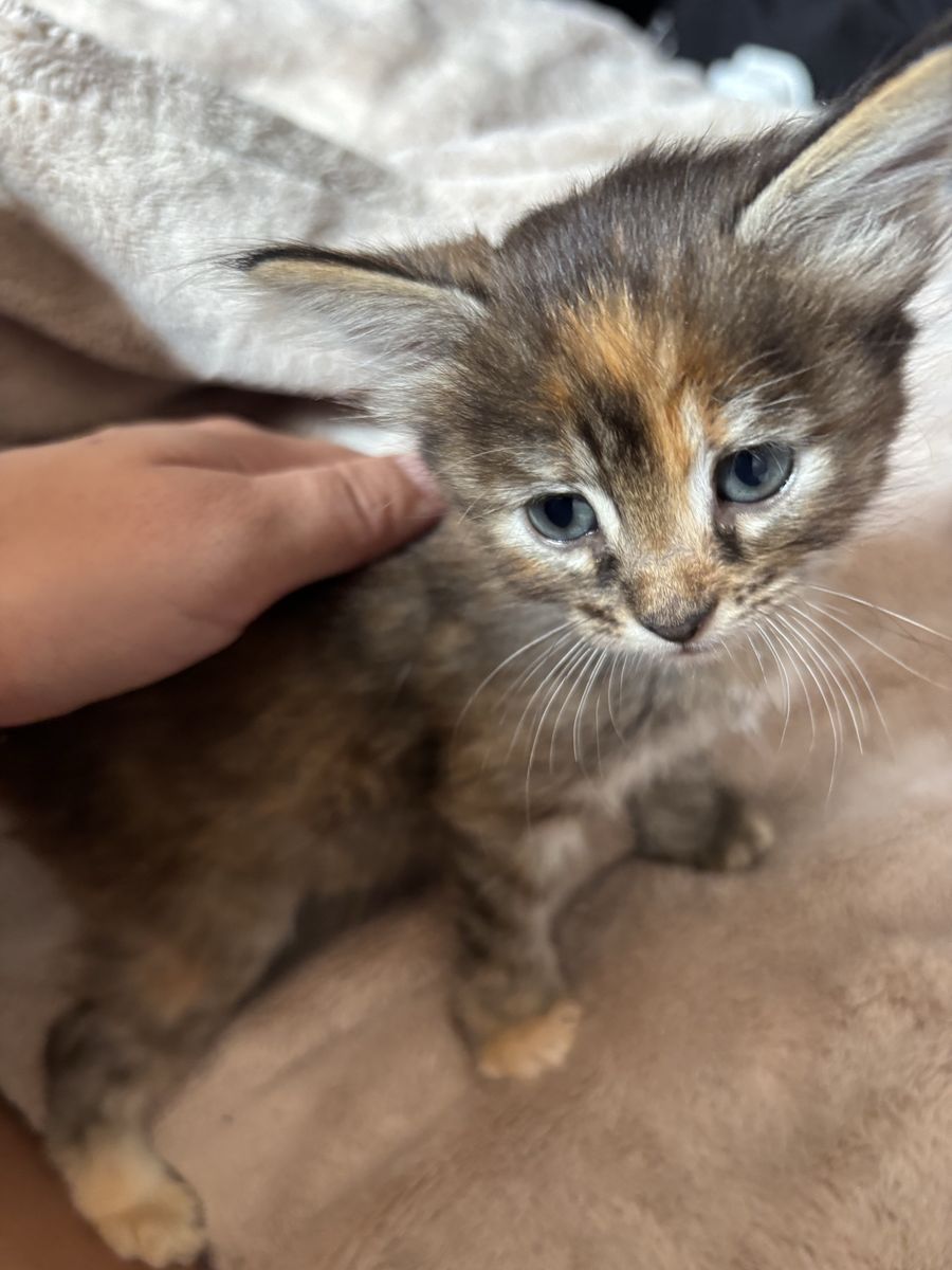 Kittens