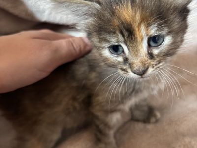Kittens