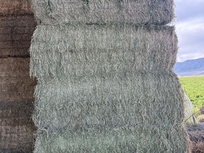 Hay for Sale