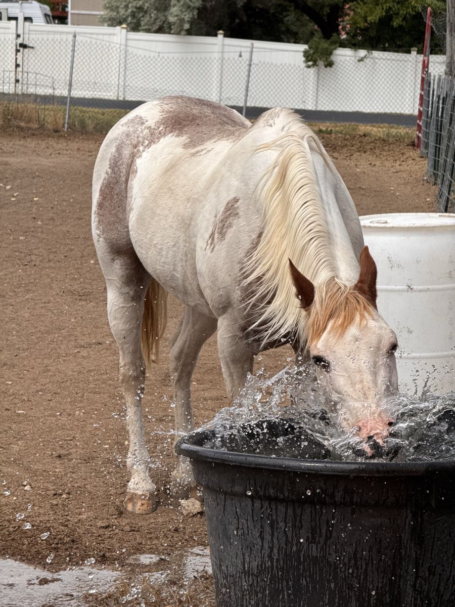 14 year old grade paint mare