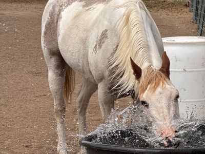 14 year old grade paint mare