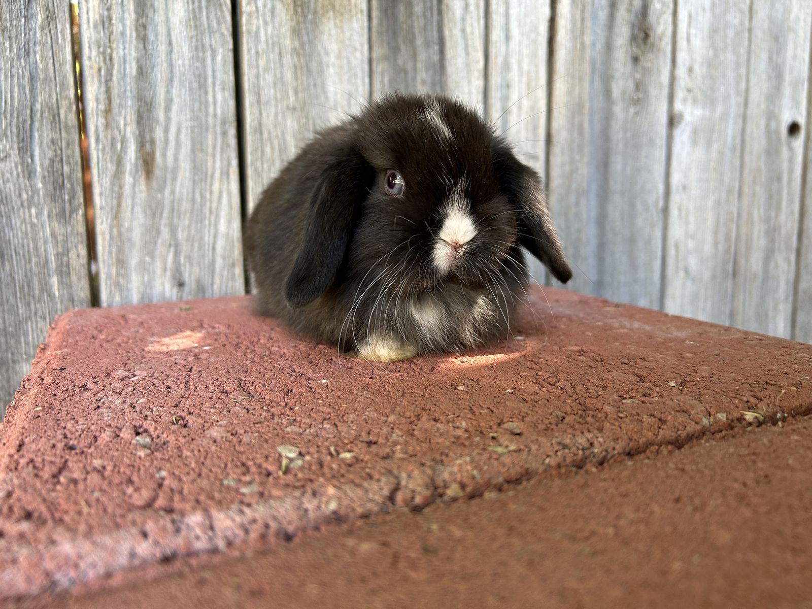 Holland lop Doe Pedigree
