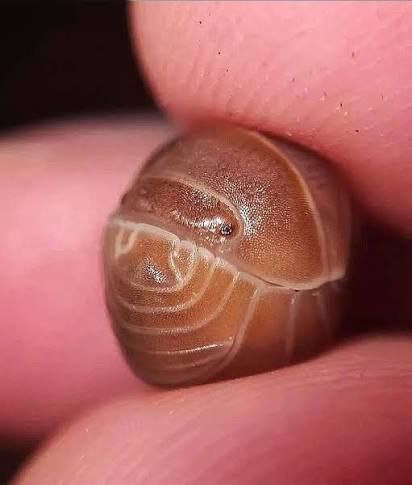 Orange Crush Hissing Isopods