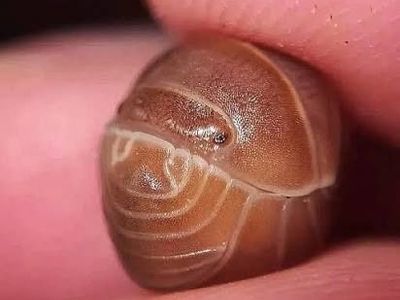 Orange Crush Hissing Isopods