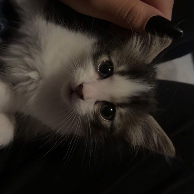 Free 6 week old kittens in need of a home