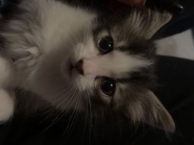 Free 6 week old kittens in need of a home