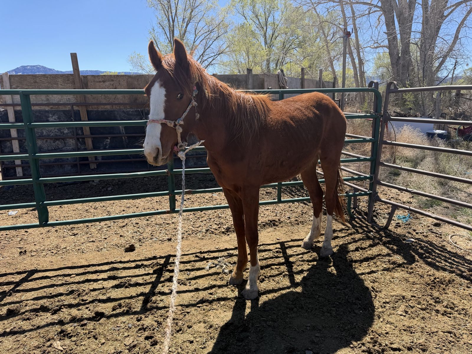 2 year old gelding