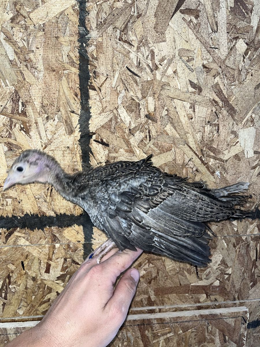 Narragansett Turkey Poults