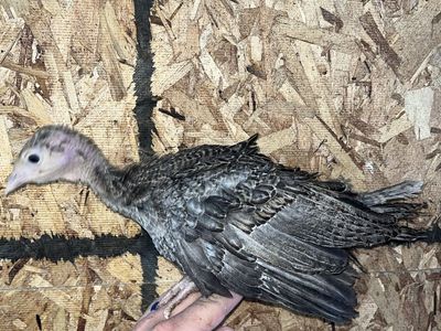 Narragansett Turkey Poults