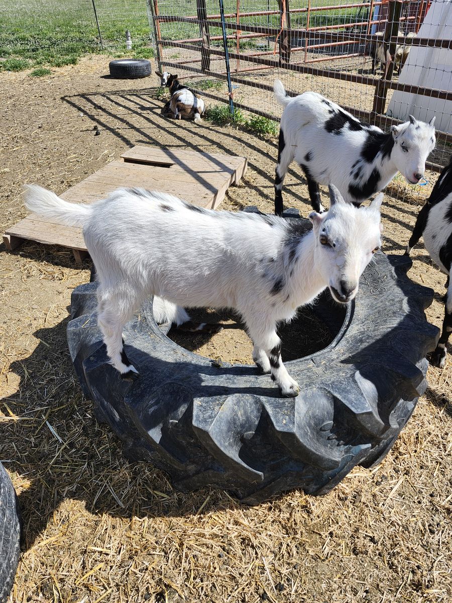 Mini la mancha buckling