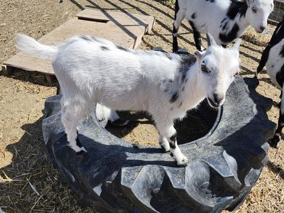 Mini la mancha buckling
