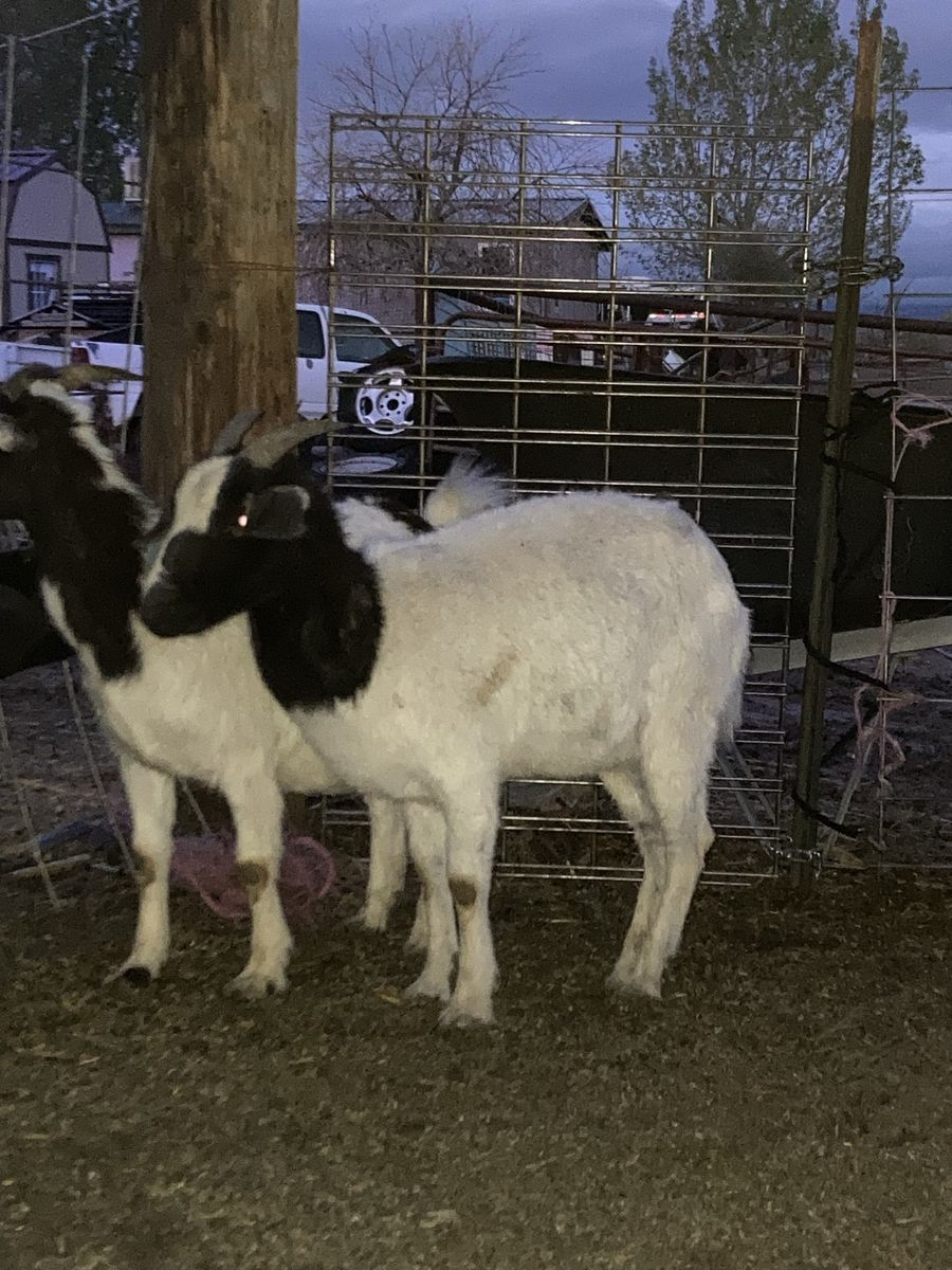 Boer Cross Doe For sale