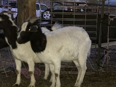 Boer Cross Doe For sale
