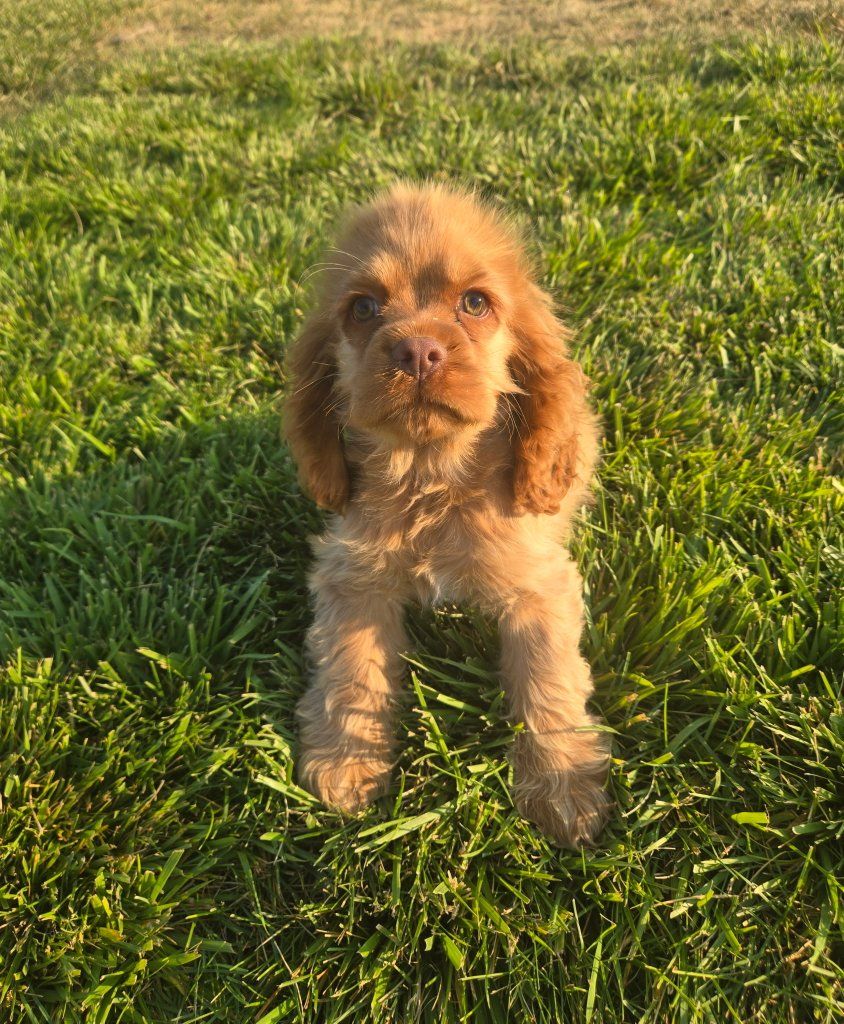 Adorable Cocker Spaniel Puppies - Black and Golden Available