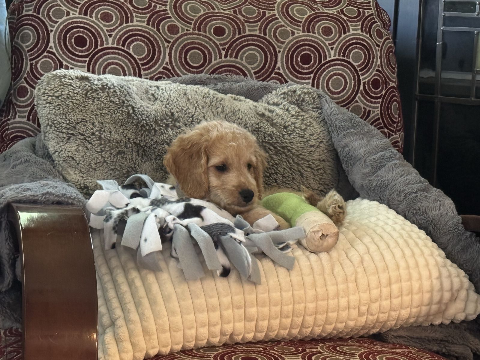 GORGEOUS Male, Mini Goldendoodle Puppy!!Ready for a Loving Home!
