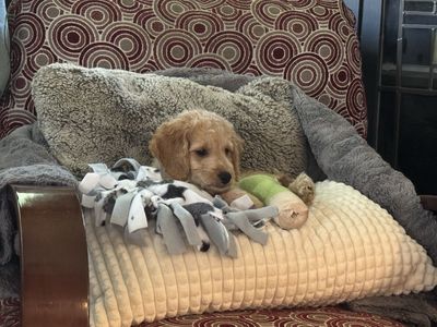 GORGEOUS Male, Mini Golden Doodle Puppy!!